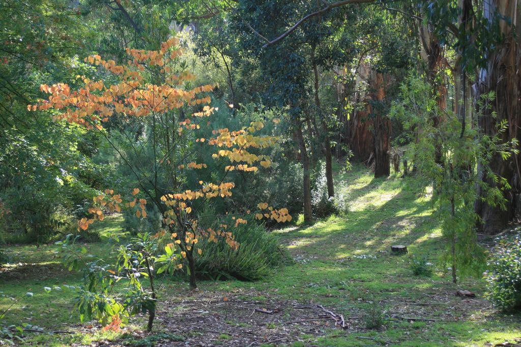 Strathmore Farm B&B Mirboo North Ngoại thất bức ảnh